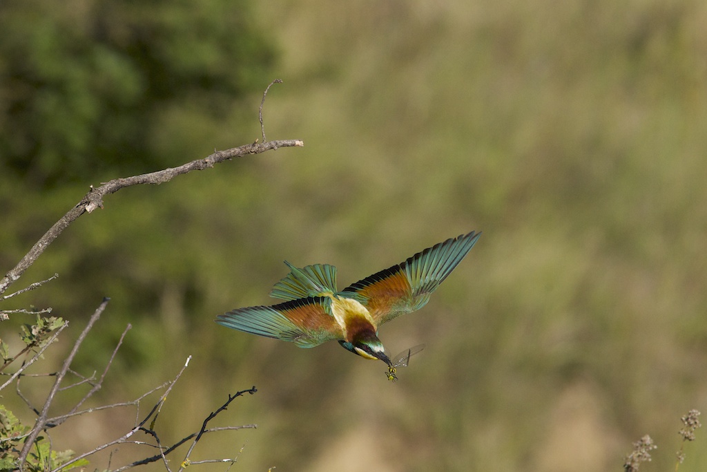 Bee Eater 2